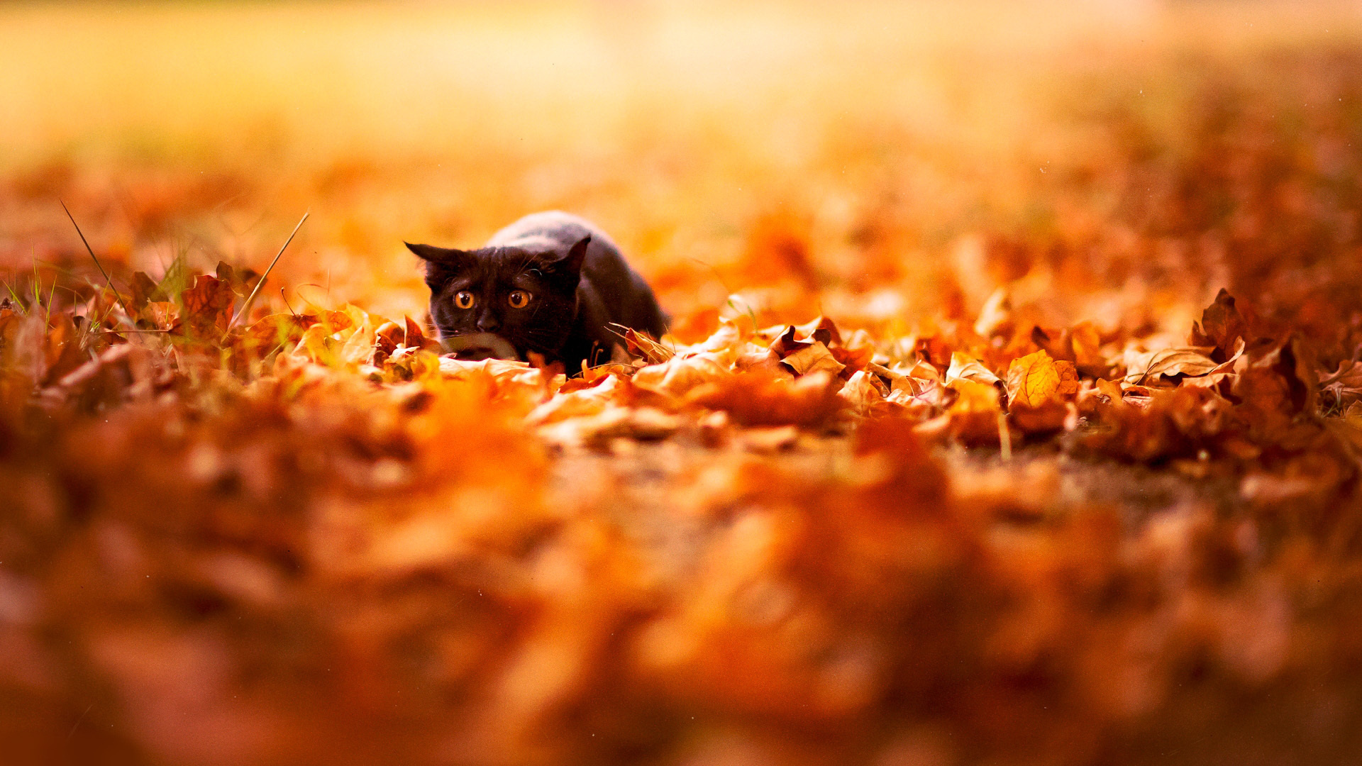 autumn-leaves-and-black-cat-wallpaper.jpg